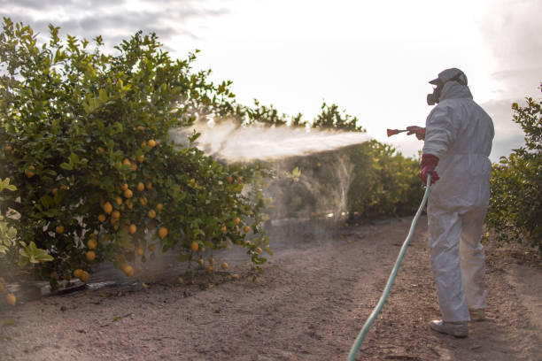 Best Termite Control Services  in Craig, CO